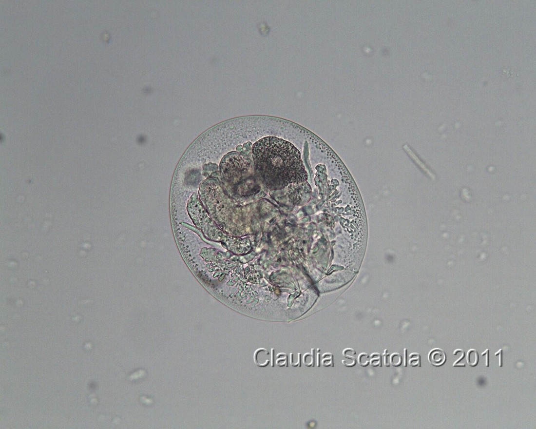 Testudinella sp